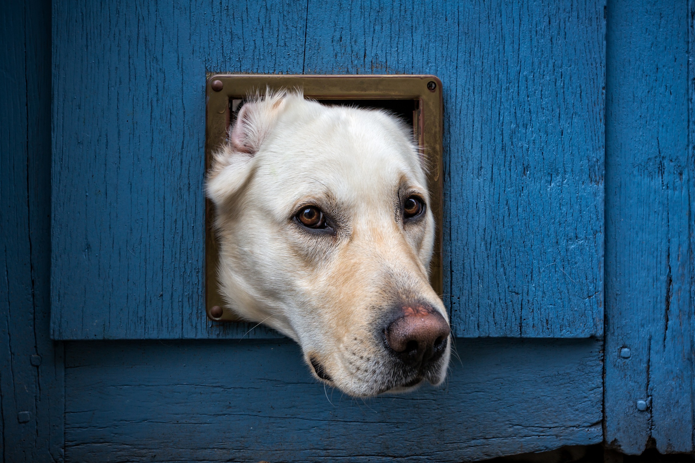 Dog stuck in pet door