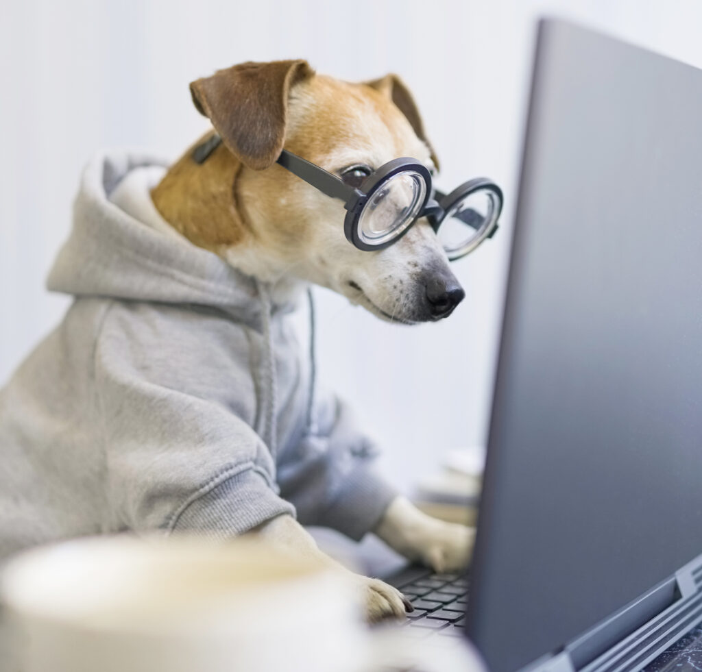 adorable-dog-staring-computer-screen-concentrated-focused-attentive