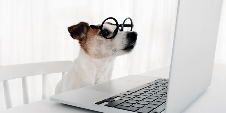 Dog using LinkedIn for business
