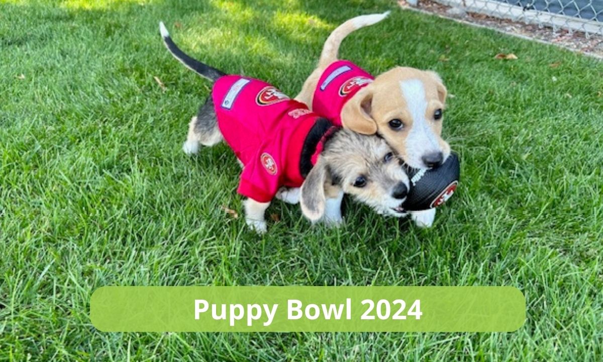 Public Relations for Puppy Bowl 2024